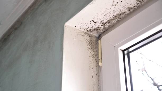 Environmental Consulting for Mold Prevention in Princeton, MN