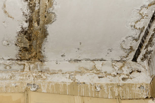 Best Basement Mold Removal  in Princeton, MN