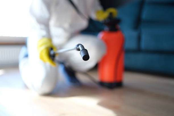 Best Attic Mold Removal  in Princeton, MN