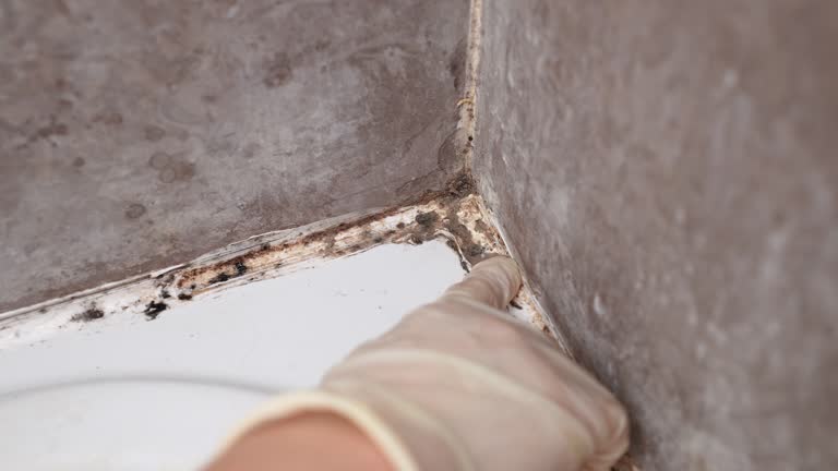 Princeton, MN Mold Removal Company